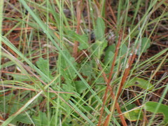 Berlandiera subacaulis