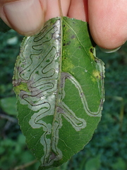 Phyllocnistis populiella
