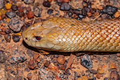 Pseudechis australis