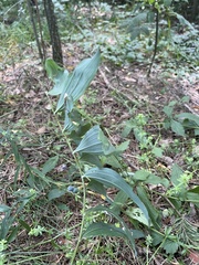 Polygonatum multiflorum