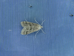 Parapoynx stratiotata