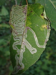 Phyllocnistis populiella
