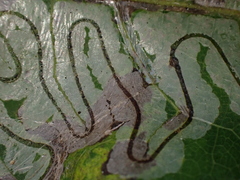 Phyllocnistis populiella