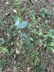 Polygonatum multiflorum