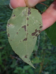 Phyllocnistis populiella