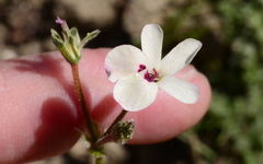 Pelargonium senecioides