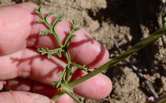 Pelargonium senecioides