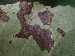 Phyllocnistis populiella