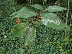 Phyllocnistis populiella