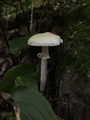 Amanita lavendula