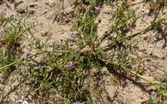 Pelargonium senecioides