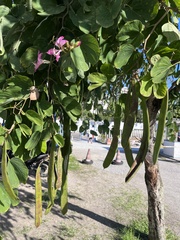 Bauhinia purpurea