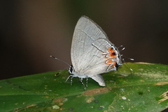 Calycopis cerata
