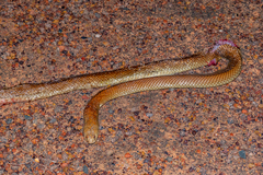 Pseudechis australis