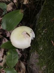 Amanita lavendula
