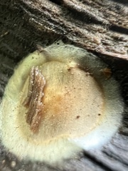 Dysdera crocata
