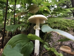 Amanita lavendula