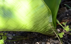 Haemanthus coccineus