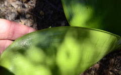 Haemanthus coccineus
