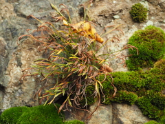 Asplenium septentrionale