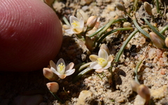 Ornithogalum