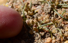 Ornithogalum