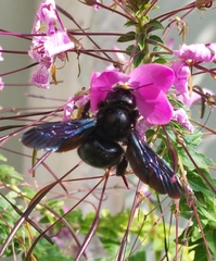 Xylocopa violacea
