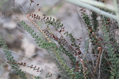 Astrolepis cochisensis