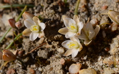 Ornithogalum