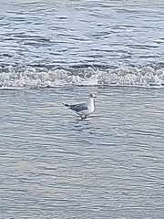 Larus delawarensis