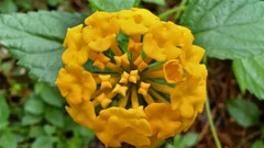 Lantana depressa