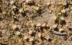 Ornithogalum