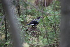 Nucifraga caryocatactes