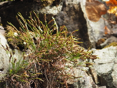 Asplenium septentrionale