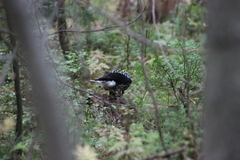 Nucifraga caryocatactes