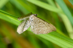 Eupithecia virgaureata