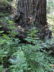 Lilium pardalinum pardalinum