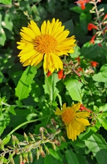 Verbesina encelioides