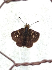 Piruna polingii