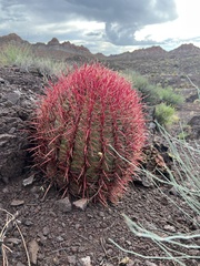 Ferocactus cylindraceus