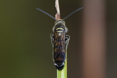Campsomerinae