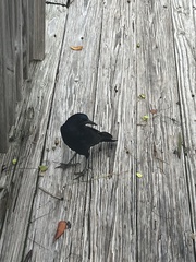 Quiscalus major westoni