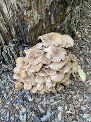 Desarmillaria