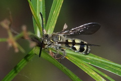 Campsomerinae