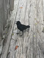 Quiscalus major westoni