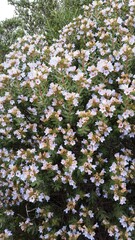 Lobostemon fruticosus