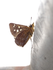 Piruna polingii
