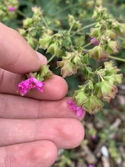 Mirabilis nyctaginea