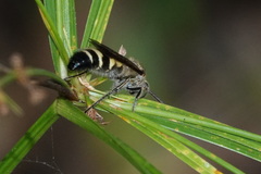 Campsomerinae