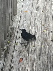 Quiscalus major westoni